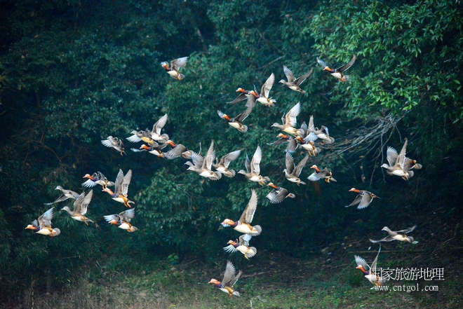 進入初冬，大批野生鴛鴦陸續(xù)飛抵江西婺源縣賦春鎮(zhèn)鴛鴦湖越冬，小精靈們在湖面上或相互依偎、卿卿我我；或隨波逐流、嬉戲打鬧，悠閑自在生活在青山綠水之間，優(yōu)良的水域和豐富的湖畔闊葉林，為鴛鴦過冬提供良好生存環(huán)境，婺源鴛鴦湖已成為亞洲最大的野生鴛鴦越冬棲息地。（攝于12月4日下午）