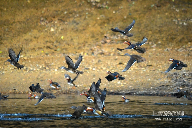 進入初冬，大批野生鴛鴦陸續(xù)飛抵江西婺源縣賦春鎮(zhèn)鴛鴦湖越冬，小精靈們在湖面上或相互依偎、卿卿我我；或隨波逐流、嬉戲打鬧，悠閑自在生活在青山綠水之間，優(yōu)良的水域和豐富的湖畔闊葉林，為鴛鴦過冬提供良好生存環(huán)境，婺源鴛鴦湖已成為亞洲最大的野生鴛鴦越冬棲息地。（攝于12月4日下午）